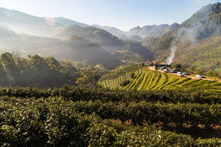 Téléchargez les photos : Plantations de champs de thé avec lumière du soleil le matin, Plantes biologiques agricoles - en image libre de droit