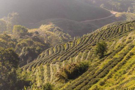 Téléchargez les photos : Plantations de champs de thé avec lumière du soleil le matin, Plantes biologiques agricoles - en image libre de droit