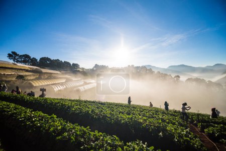Photo for People enjoying sunrise on strawberry plantation, Harvest travel - Royalty Free Image
