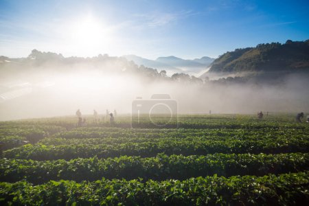 Téléchargez les photos : Personnes profitant du lever du soleil sur la plantation de fraises, Voyage de récolte - en image libre de droit