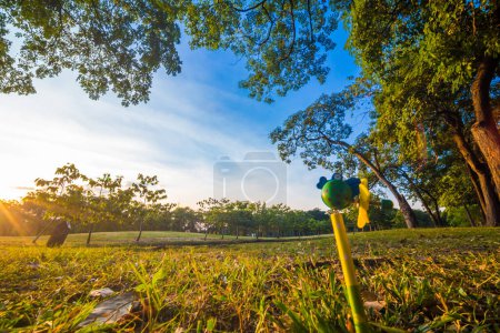 Photo for Green grass forground of tree in park while sunset yellow beam light, Beautiful park - Royalty Free Image