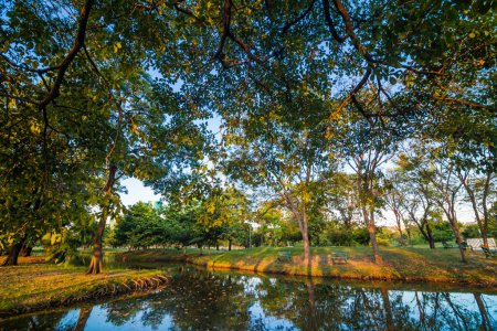 Foto de Árbol en parque verde con puesta de sol lago escena amarilla - Imagen libre de derechos