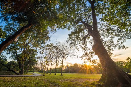 Téléchargez les photos : Beau paysage de coucher de soleil d'été avec des arbres et des champs d'herbe verte - en image libre de droit