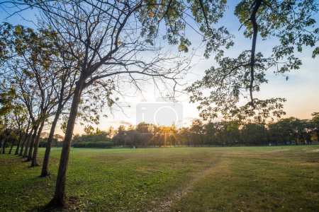 Téléchargez les photos : Faisceau lumineux du parc municipal en soirée avec herbe verte et arbres au coucher du soleil temps chaud - en image libre de droit