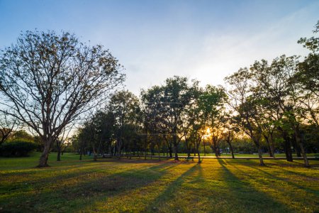 Photo for Beautiful summer sunset landscape with trees and green grass field bckground - Royalty Free Image