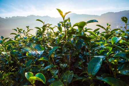 Téléchargez les photos : Lever de soleil sur les plantations de thé avec brouillard dans les hautes terres d'Angkhang, Thaïlande - en image libre de droit