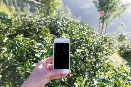 Foto de Smartphone en la mano tomar foto de viaje paisaje en el campo de té de montaña - Imagen libre de derechos