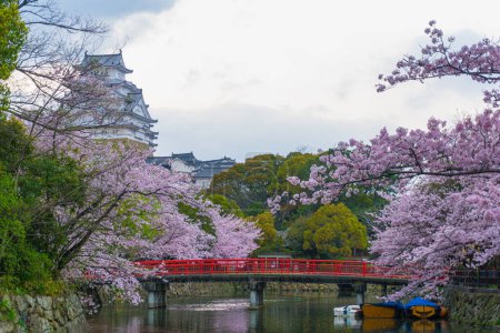 Photo for Sakura cherry blossom in himeji castle with red bridge located in Hyogo Prefecture in the Kansai region of Japan - Royalty Free Image