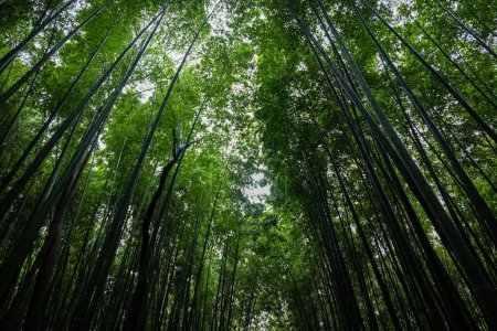 Téléchargez les photos : Bambou verdoyant forêt tropicale Voyage à Arashiyama, Kyoto, Japon - en image libre de droit