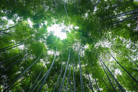 Téléchargez les photos : Bambou verdoyant forêt tropicale Voyage à Arashiyama, Kyoto, Japon - en image libre de droit