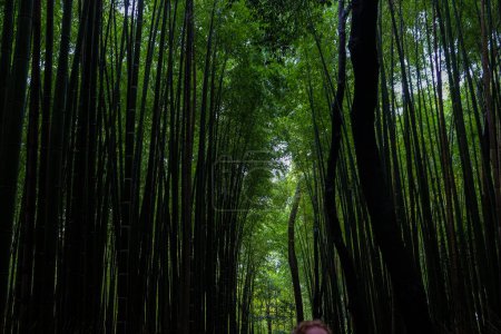 Foto de Bosque de bambú verde selva tropical turismo viaje en Arashiyama, Kyoto, Japón - Imagen libre de derechos