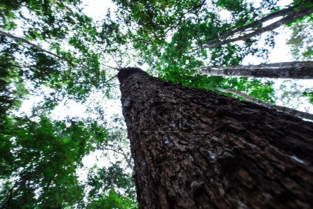 Foto de Bosque arbóreo verde tropical árbol grande hoja verde fresco ozono naturaleza paisaje fondo - Imagen libre de derechos