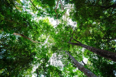 Foto de Bosque arbóreo verde tropical árbol grande hoja verde fresco ozono naturaleza paisaje fondo - Imagen libre de derechos