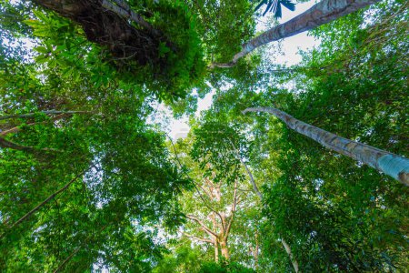Téléchargez les photos : Tropical vert arbre forêt grand arbre vert feuille fraîche ozone nature paysage fond - en image libre de droit