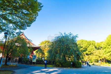 Téléchargez les photos : Arbre vert forêt matin lever de soleil dans jardin naturel au parc Ueno en automne saison, Tokyo Japon - en image libre de droit