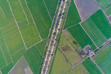 Foto de Carretera rural con vista aérea al campo de arroz verde - Imagen libre de derechos