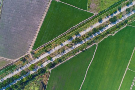 Foto de Carretera rural con vista aérea al campo de arroz verde - Imagen libre de derechos