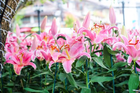 Photo for Beautiful pink lily flower with green leaf in botanic garden - Royalty Free Image
