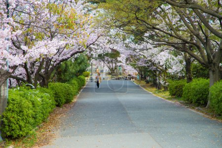 Photo for Pink sakura cherry blossom flower in Japan - Royalty Free Image