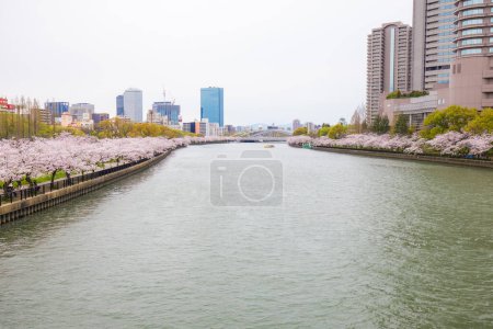 Photo for Sakura blooming park with river and building, Tokyo, Japan - Royalty Free Image