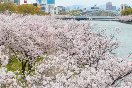 Téléchargez les photos : Sakura parc fleuri avec rivière et bâtiment, Tokyo, Japon - en image libre de droit