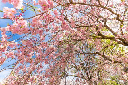 Photo for Japanese sakura blooming flower on tree branch blue sky background - Royalty Free Image