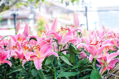 Foto de Hermosa flor de lirio rosa hoja verde en el jardín botánico - Imagen libre de derechos