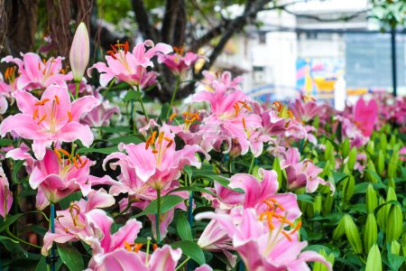 Téléchargez les photos : Belle fleur de lis rose feuille verte dans le jardin botanique - en image libre de droit