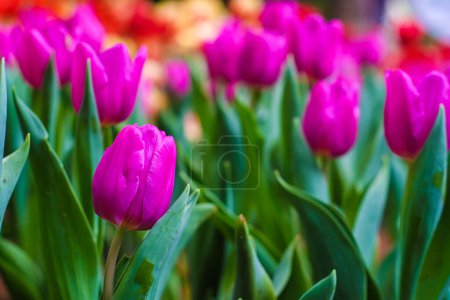 Foto de Ramo de tulipán púrpura en el jardín de primavera, hermoso campo de flores de invierno - Imagen libre de derechos