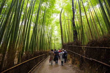 Téléchargez les photos : Forêt verte de bambous avec lumière du matin à Arashiyama, Japon - en image libre de droit