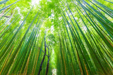 Foto de Bosque verde de bambú con luz de la mañana en Arashiyama, Japón - Imagen libre de derechos