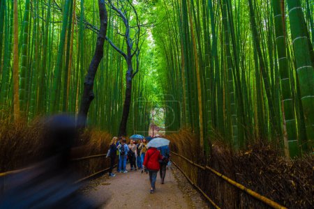 Téléchargez les photos : Forêt verte de bambous avec lumière du matin à Arashiyama, Japon - en image libre de droit