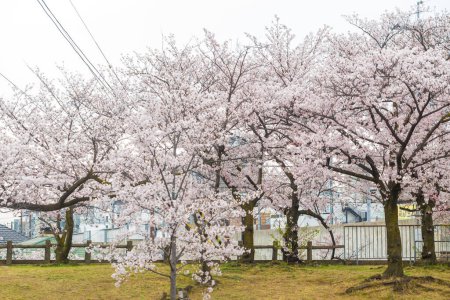 Téléchargez les photos : Sakura arbre à fleurs rose parc ciel blanc avril au Japon - en image libre de droit