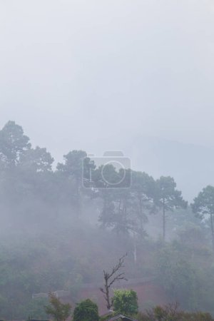 Téléchargez les photos : Lever de soleil avec brouillard sur fond d'arbre de montagne, Paysage naturel - en image libre de droit