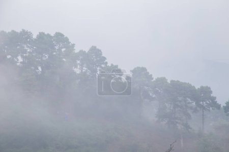 Téléchargez les photos : Lever de soleil avec brouillard sur fond d'arbre de montagne, Paysage naturel - en image libre de droit
