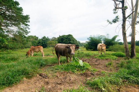 Téléchargez les photos : Les vaches domestiques bovines mangent de l'herbe dans l'industrie forestière de plein air - en image libre de droit