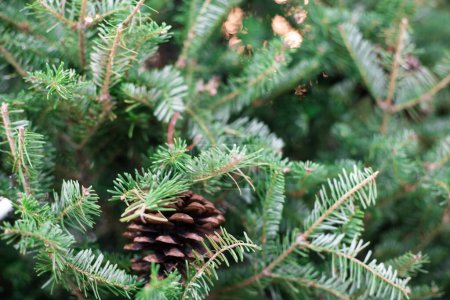 Photo for Close up of christmas tree with pine fruit blurred background, Winter festival - Royalty Free Image