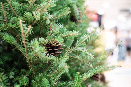 Foto de Primer plano del árbol de Navidad con fondo borroso de fruta de pino, festival de invierno - Imagen libre de derechos
