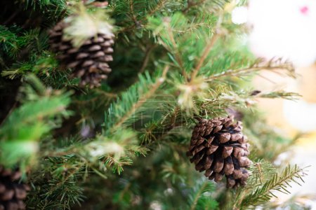 Photo for Close up of christmas tree with pine fruit blurred background, Winter festival - Royalty Free Image