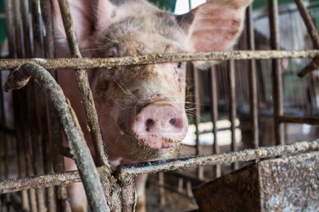 Foto de Cerdo en granja porcina tradicional, Cerdo sucio en el ganado - Imagen libre de derechos