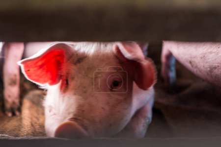Foto de Ganadería de porcino tradicional ganadería porcina sucia - Imagen libre de derechos