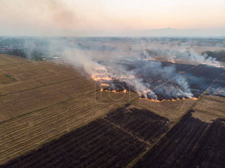 Foto de Quemadura de fuego en campo de plantación de arroz después de cultivo de arroz vista aérea industria agrícola - Imagen libre de derechos