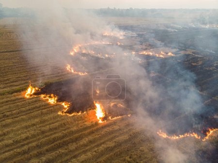 Foto de Quemadura de fuego en campo de plantación de arroz después de cultivo de arroz vista aérea industria agrícola - Imagen libre de derechos