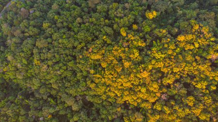 Téléchargez les photos : Arbre forêt vert nature arrière-plan paysage paysage vue aérienne vers le bas - en image libre de droit