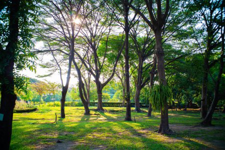 Foto de Bosque de árboles tropicales verdes naturaleza paisaje fondo - Imagen libre de derechos