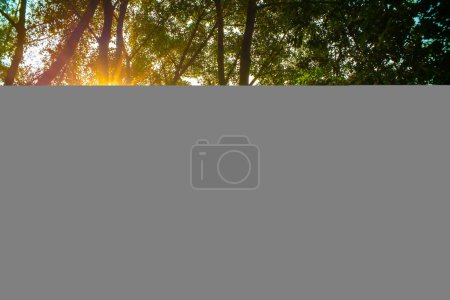 Téléchargez les photos : Arbre tropical vert forêt nature paysage fond - en image libre de droit