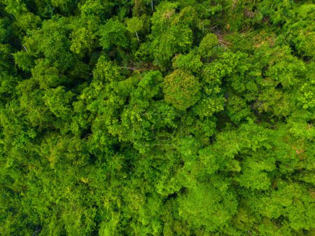 Téléchargez les photos : Vue aérienne forêt d'arbres verts tropicaux sur île tropicale mer nature paysage - en image libre de droit
