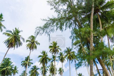 Photo for Coconut palm tree on sea beach against blue sky with cloud summer vacation background - Royalty Free Image