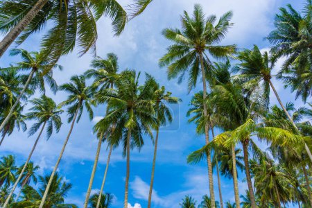 Téléchargez les photos : Cocotiers sur la plage de la mer contre ciel bleu avec nuages, vacances d'été arrière-plan - en image libre de droit