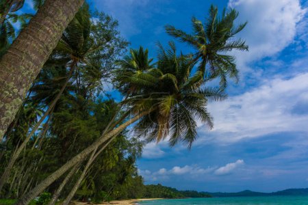 Téléchargez les photos : Cocotiers sur la plage de la mer contre ciel bleu avec nuages, vacances d'été arrière-plan - en image libre de droit